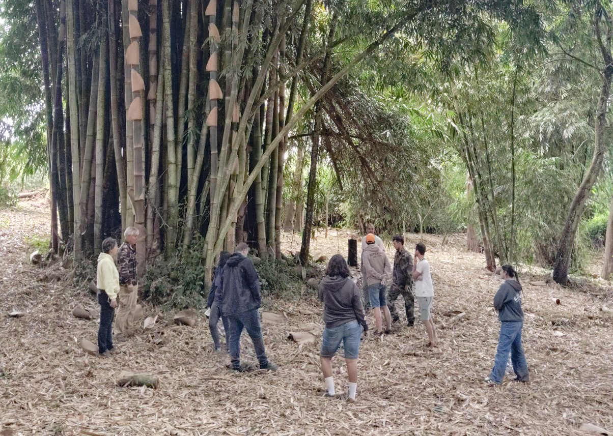 À La Réunion, ÉCHOBAT et ses adhérents étudient le potentiel du bambou pour la construction